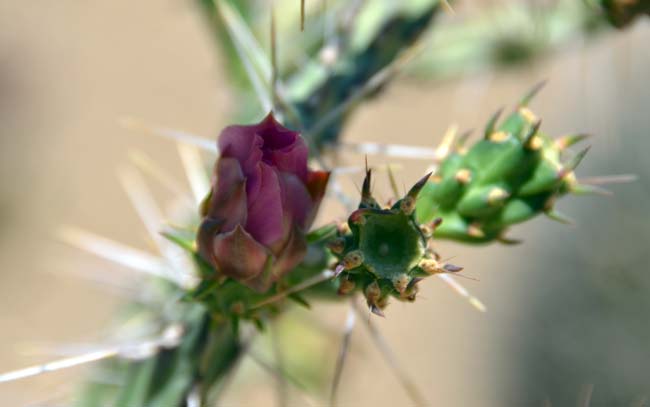 Klein's Pencil Cactus fruits are elongated, red fleshy and persistent. These fruits are spineless and strongly tubercled. Cylindropuntia kleiniae 